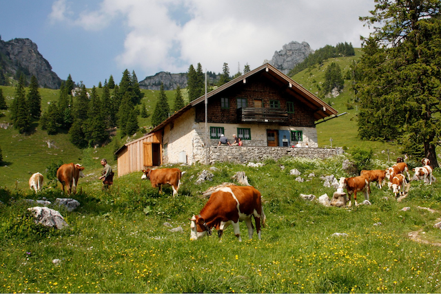 Alpine cheese is made from the milk of cows that graze in the high alpine meadows.