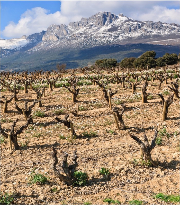 Rioja Old Vines