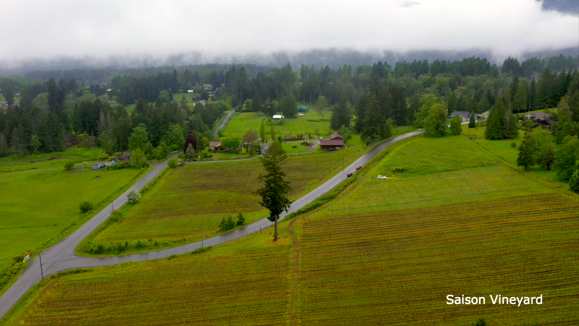 Saison Vineyard