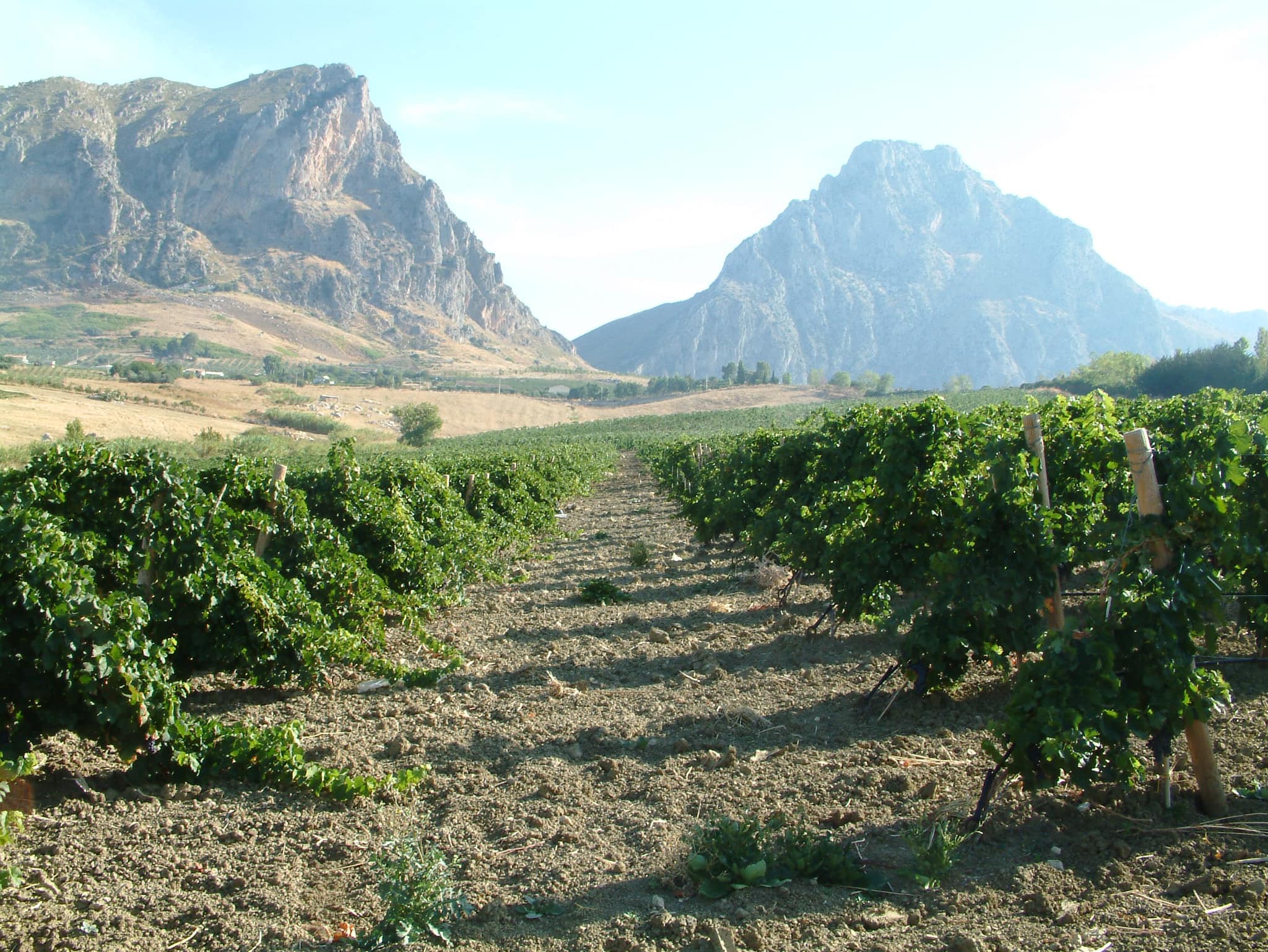 Todaro Winery vineyard in the Nebrodi mountain range. 
