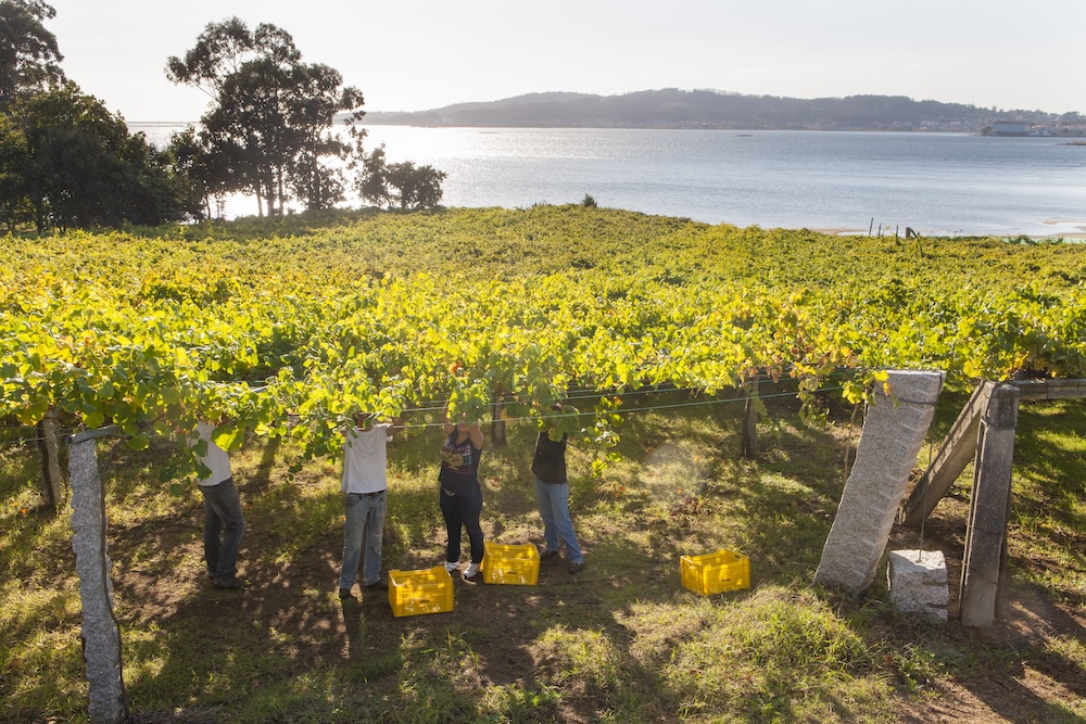 Harvest in a vineyard in the Val do Salnes sub-region in Rías Baixas