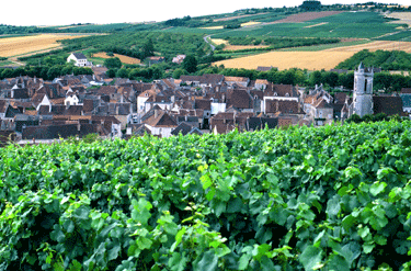 France 2012 - Bourgogne Vintage Report