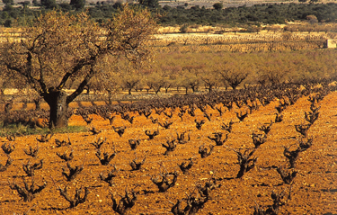 Harvest Report: Rioja Spain 2001