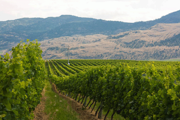 Golden Mile Bench Proposes to become Okanagan Valley's First Sub-Appellation