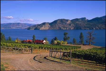 Canadian Wine Awards Winners You Can Still Buy