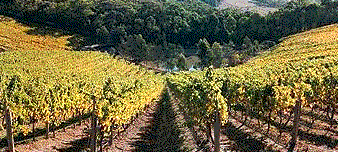 Kim Crawford Caps His '02 Wines For Flavour