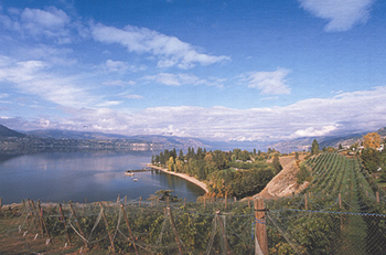 B.C. Whites Launch Excellent Vintage