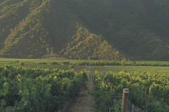 Caliterra - Sparr Chile's New Wines Have A Link With Old France