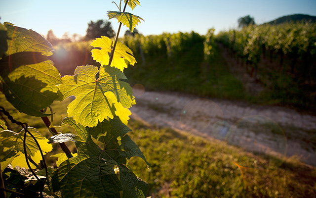 BC's Wine Country in Spring