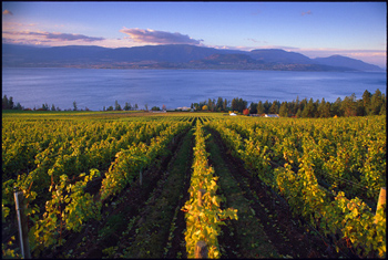 In A Winemaker Switch Quails' Gate Repatriates Canadian