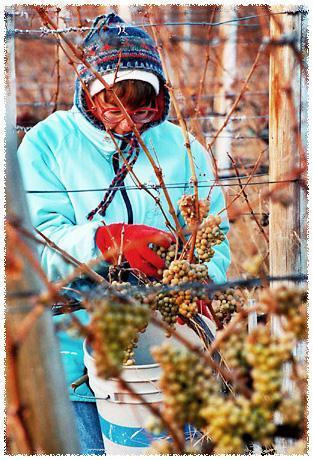 Ontario Wine Industry 2003 Harvest Update