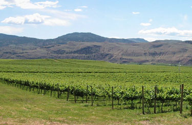 Calona Has New Brand of Wine