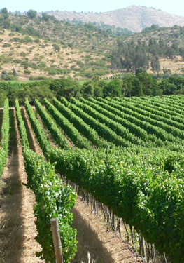 Global Cabernets Soften Up