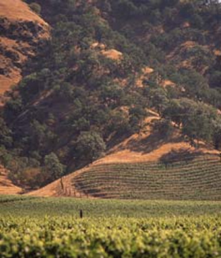 Bonterra Vineyards
