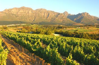 Nederburg Auction Turns 30