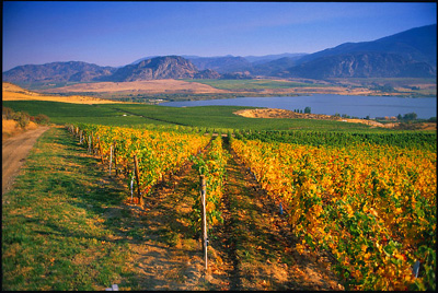 Osoyoos Larose Makes its World Debut