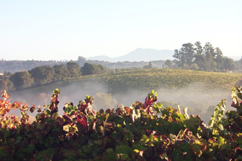 Cool Chardonnay