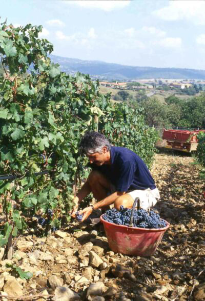 2004 Record Harvest in New Zealand