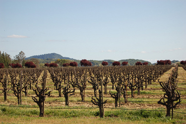 Callaway Versus Clos du Bois