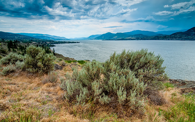 2014 was a good year for B.C. wines