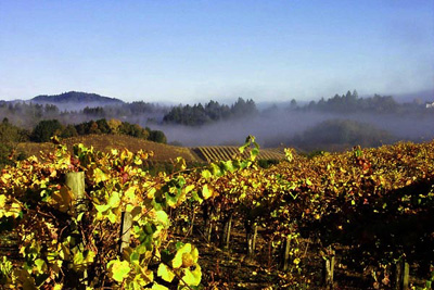 2004 California / Washington - Franciscan Estates Harvest Update
