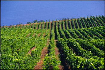 Okanagan Wine Festival Turns 24 next Week