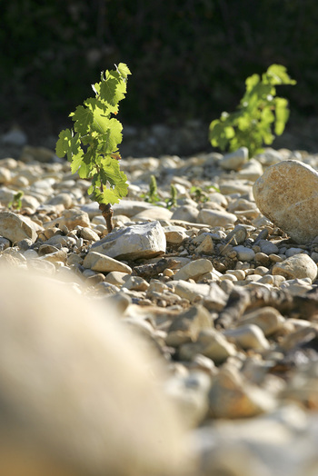 Fortant de France - Gismondi on Wine