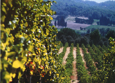 Cotes du Rhone