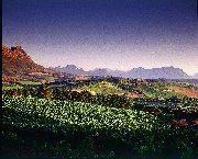 KWV Winemakers Dismissed over Flavourants Use