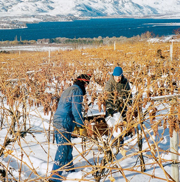 Mission Hill Rings in the New Year with Icewine
