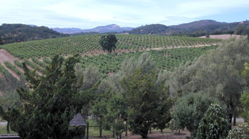 US Wine Shipments to B.C. in Jeopardy