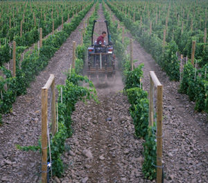Washington Wine Commission Searches for New Leader