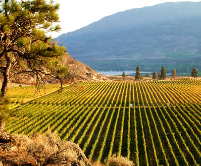 B.C. Wines Get New Tax Break