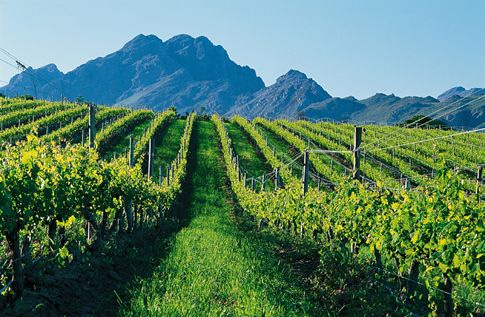 Nederburg Auction Fetches R7,49 Million