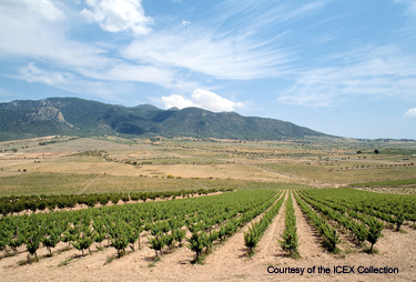 Tempranillo - Spain's Champion Red Grape