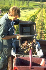 Alsace Gives Up on Grapes in Favour of Place