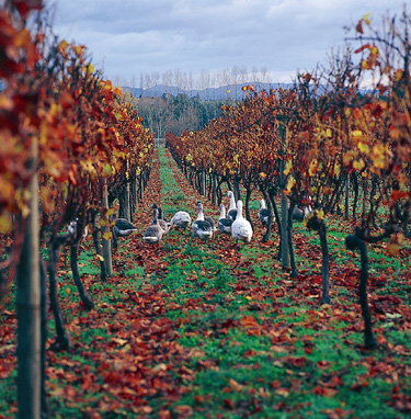 Kiwi Vintners Twist and Shout