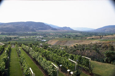 Pinot Gris - The Okanagan Valley's Signature Grape