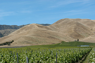 Is Shiraz The New Merlot?