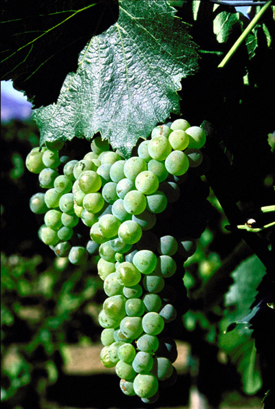 Sulatycky Leaves Chicago Kitchen For Napa Vineyard