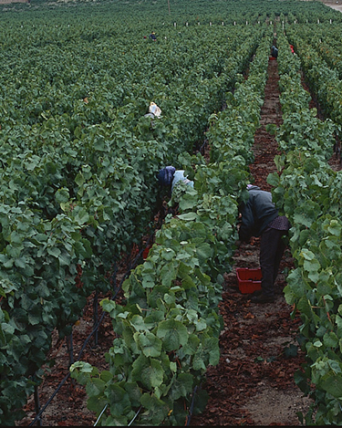 Leading U.S., European Wine Regions Sign Declaration to Protect and Promote Location