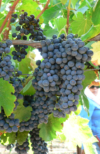 Oz Shiraz Is Back In Town
