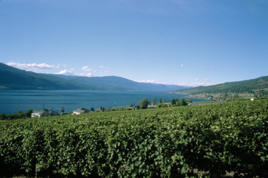 2005 Okanagan Wine Competition Results