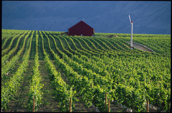 2005 Okanagan Valley Harvest Underway