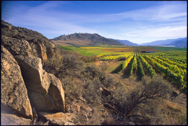 Fall VQA Release in Government Stores