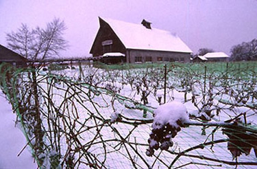 Icewine