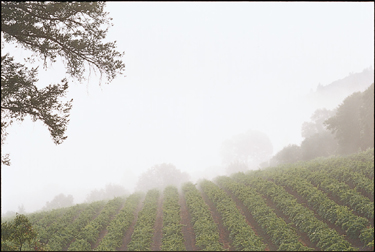 Merger Spawns Authentic Wine and Spirits Merchants