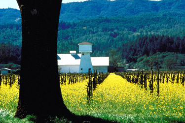 A Napa Valley Roadshow