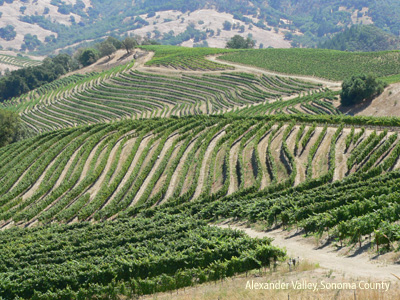 Sonoma Wineries Stop In Vancouver