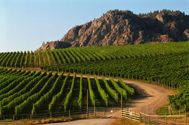 Bye Bye Canadian Wine. Drove my Chevy to the...
